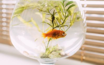 Are you fishing in the right ocean?
